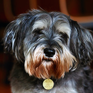 Alfie v2